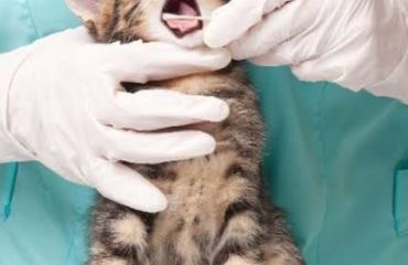 Elemente privind abordarea terapeutică a gingivostomatitei feline
